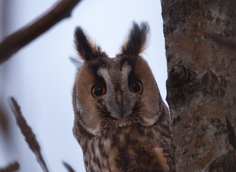 Long-eared Owl — Brown, Alert, Winter