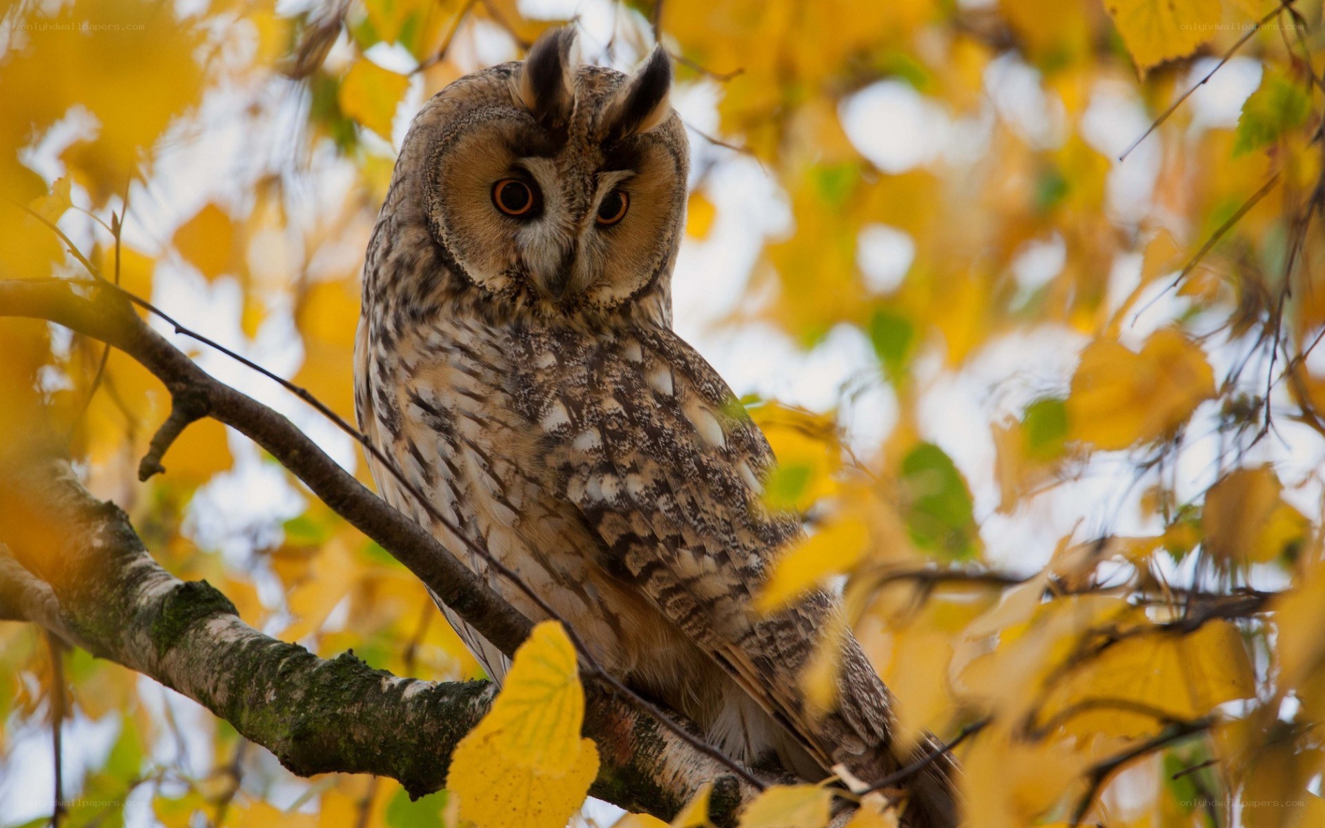 Long-eared owl in autumn tree
