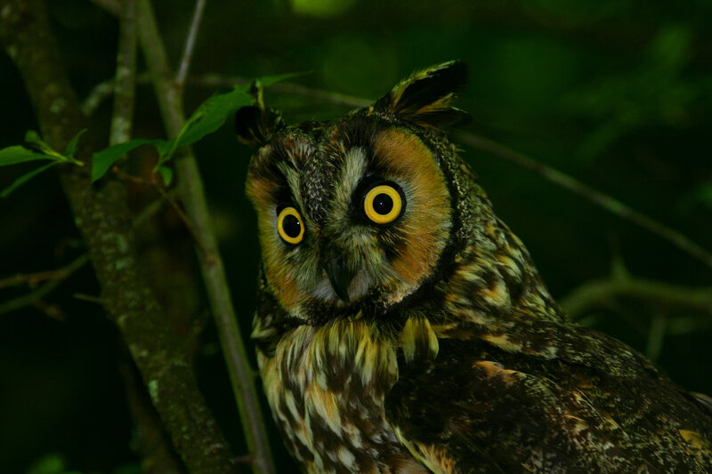 Long-eared owl in forest
