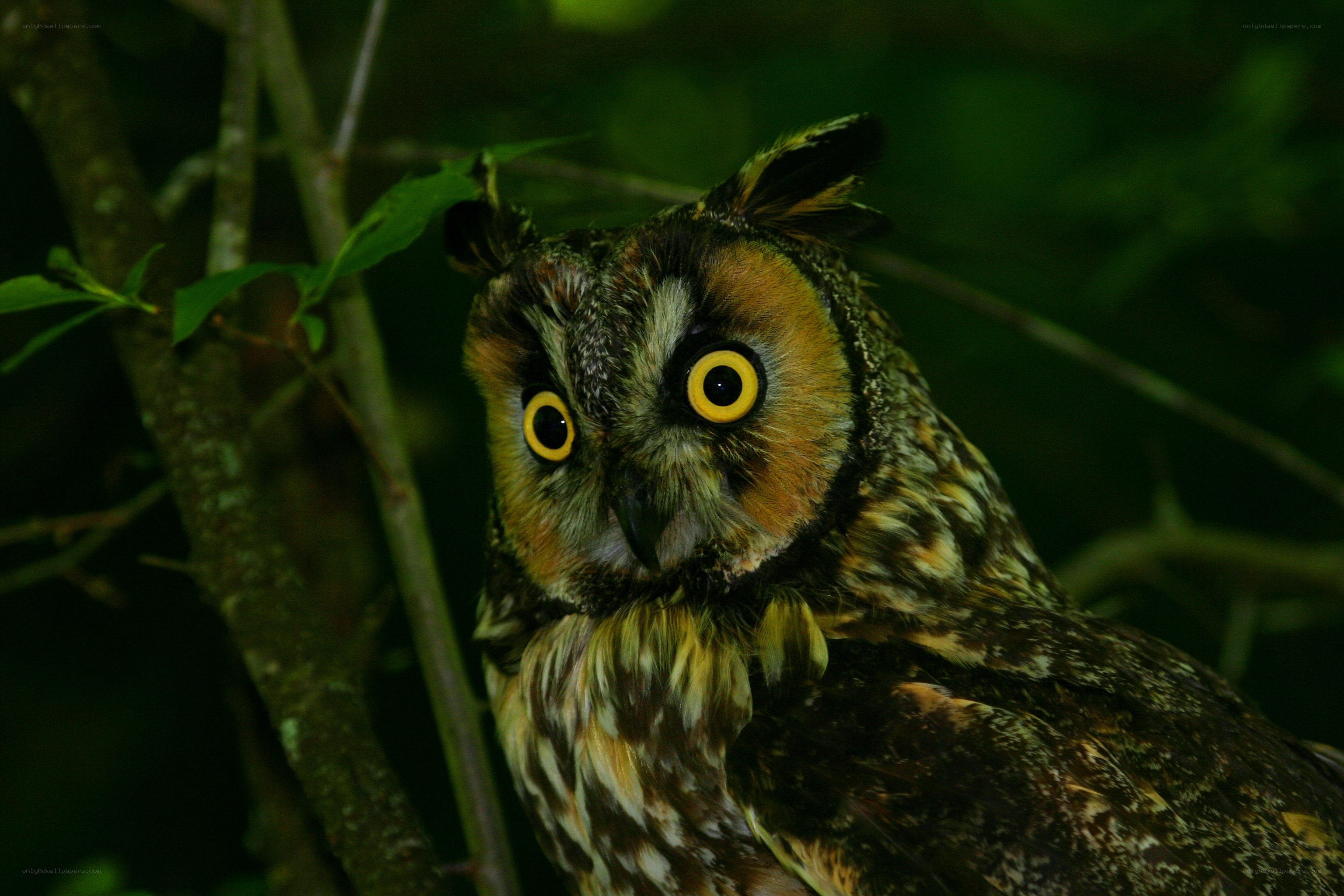 Long-eared owl in forest