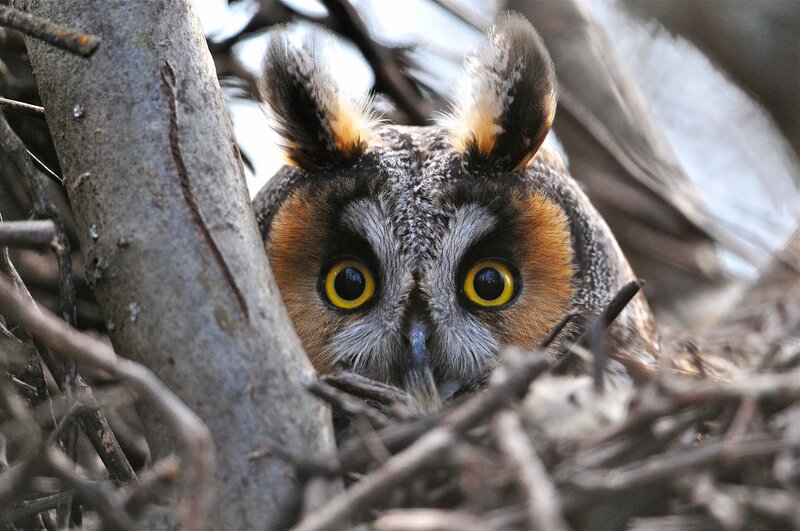 Long-eared Owl in Nest