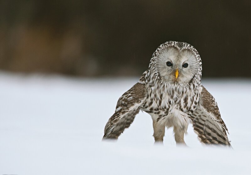 Long-eared Owl in Snow — White