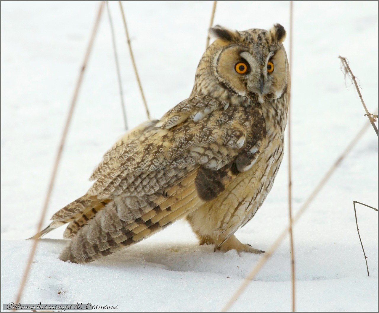 Long-eared owl in snow