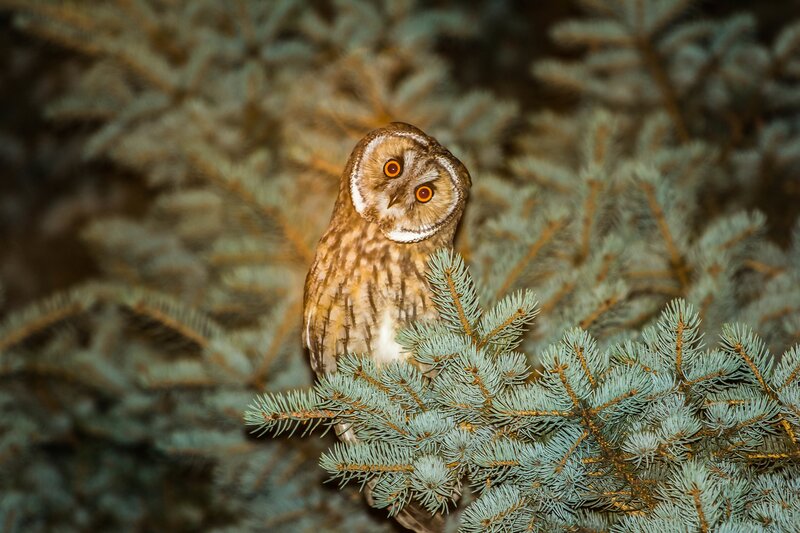 Long-eared Owl in Tree — Brown, Alert, Night