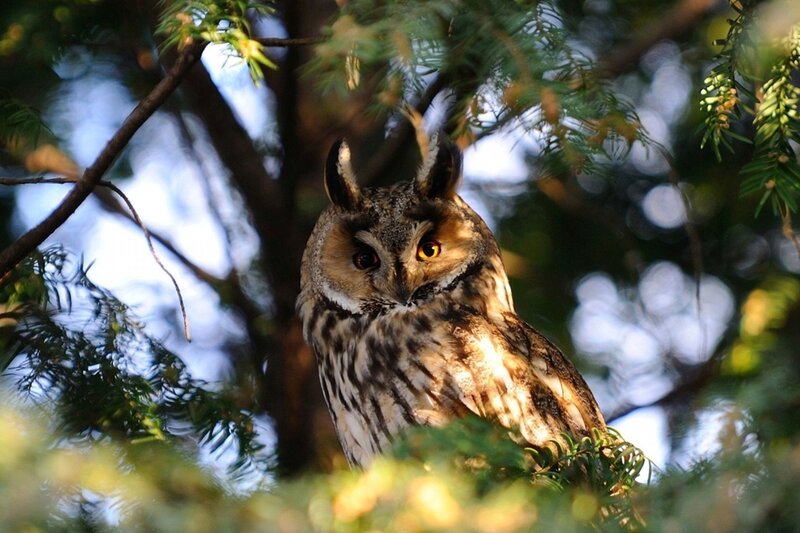 Long-eared Owl in Tree — Brown, Alert