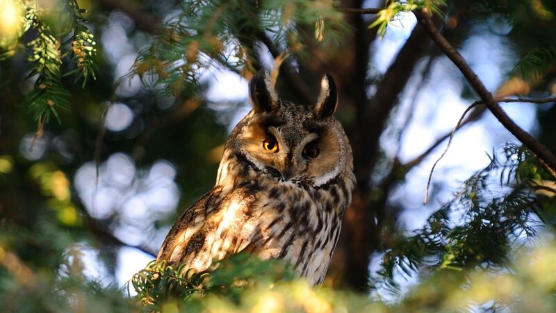 Long-eared Owl in Tree — Brown
