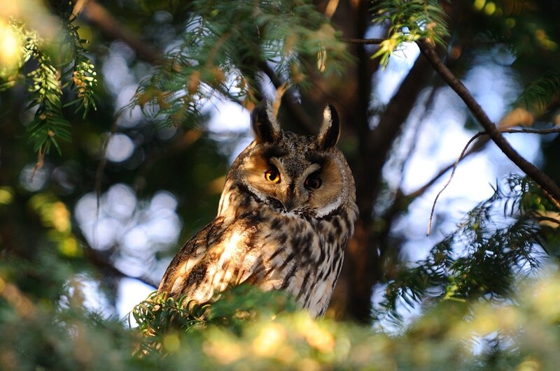 Long-eared Owl in Tree — Green