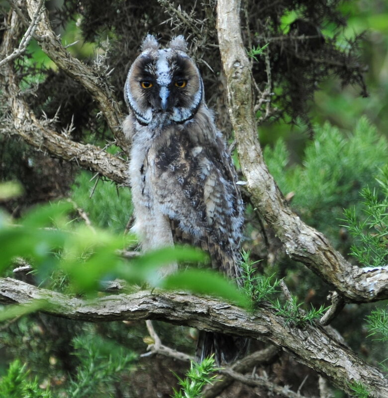 Long-eared owl in tree