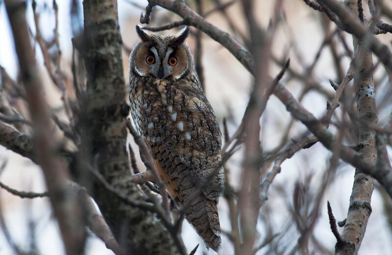 Long-eared Owl on Branch — Brown, Alert, Winter