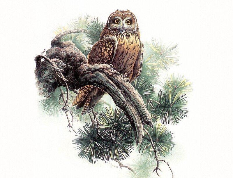 Long-eared Owl on Branch — Brown, Calm