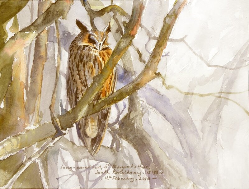 Long-eared Owl on Branch — Brown