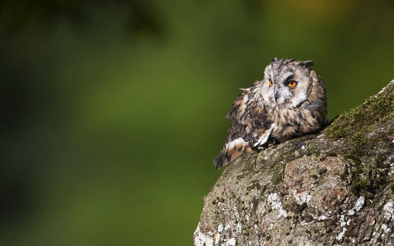 Long-eared Owl on Branch — Green, Alert