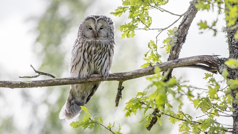Long-eared Owl on Branch — Green, Calm