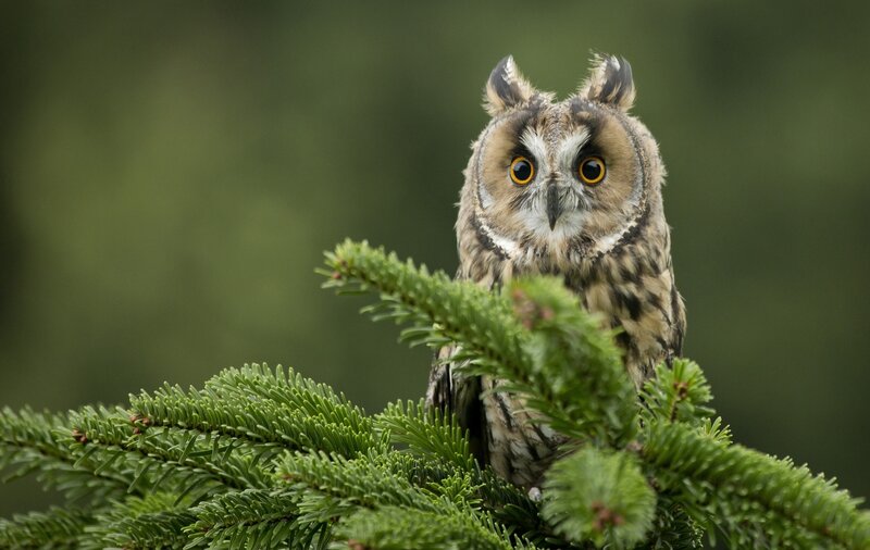 Long-eared Owl on Branch — Green