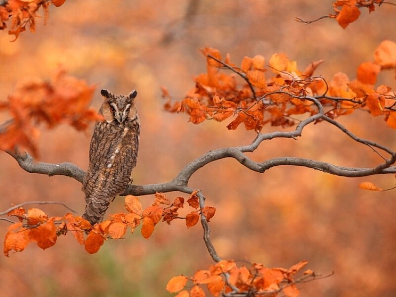 Long-eared Owl on Branch