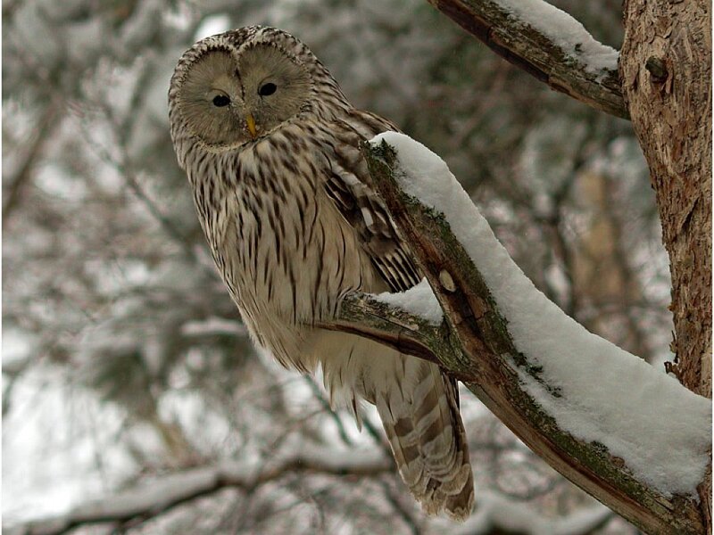 Long-eared Owl on Branch — White