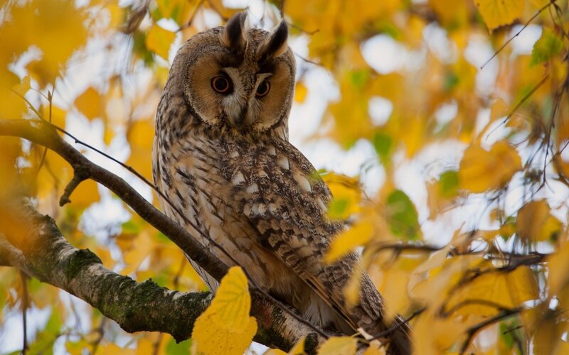 Long-eared Owl on Branch — Yellow, Calm