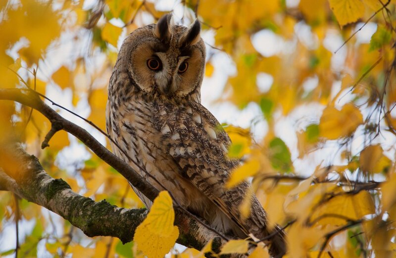 Long-eared Owl on Branch — Yellow