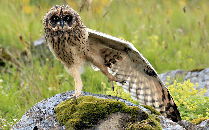 Long-eared Owl on Rock