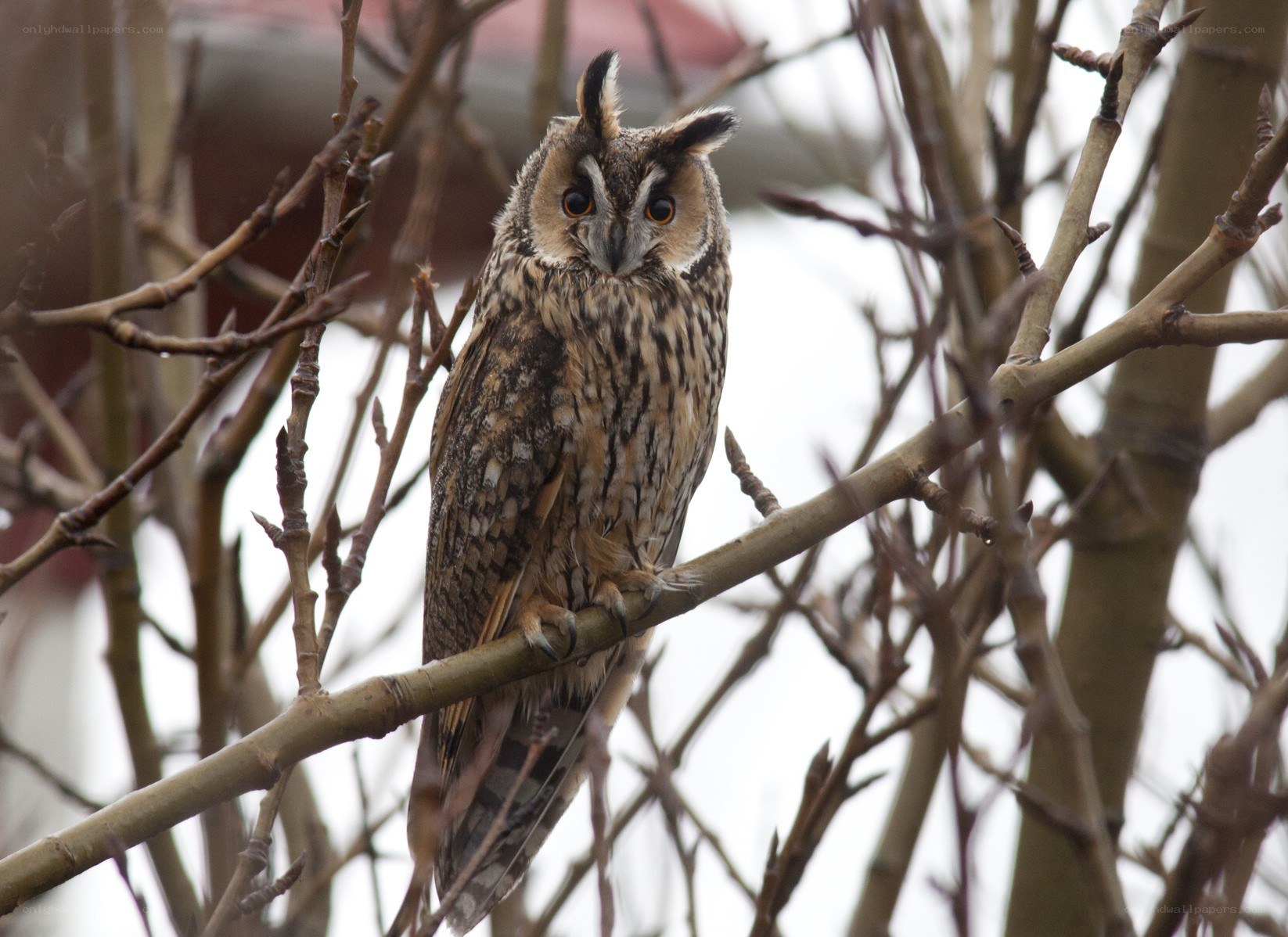 Long-eared owl perched on branch