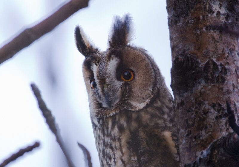 Long-eared owl perched on tree