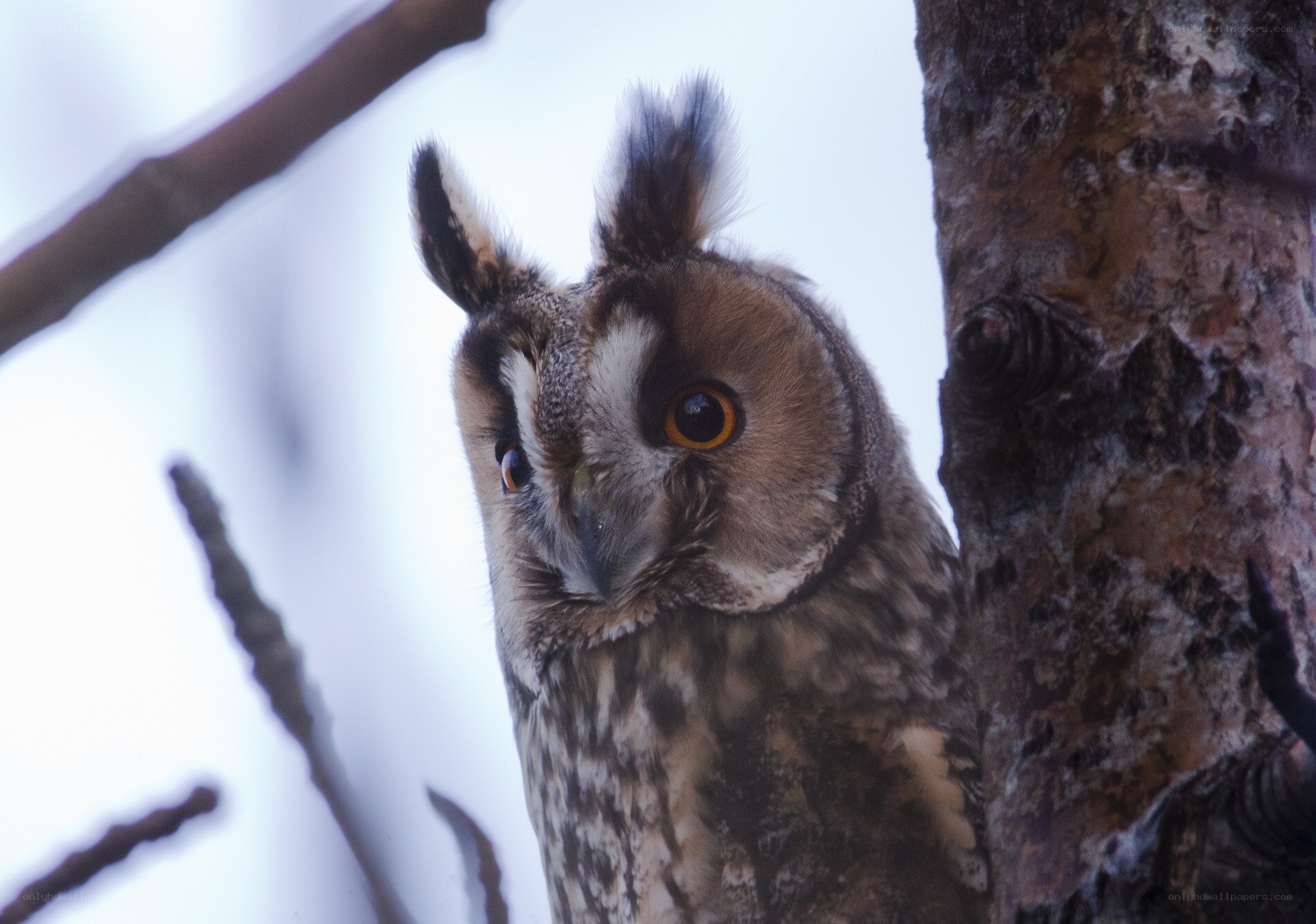 Long-eared owl perched on tree