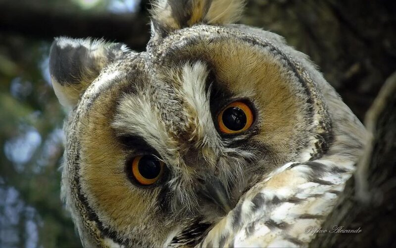 Long-eared Owl
