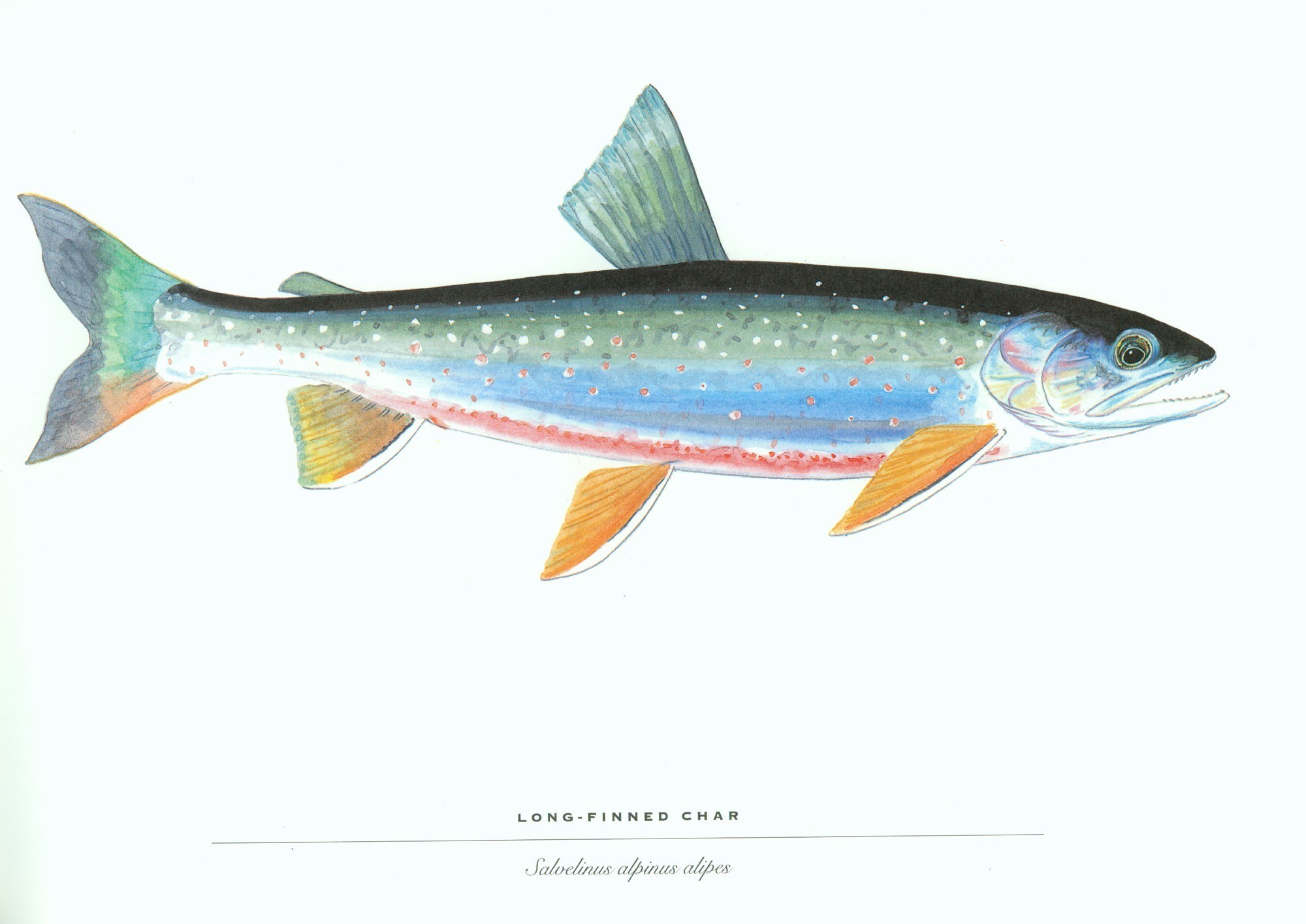 Long-finned char illustration