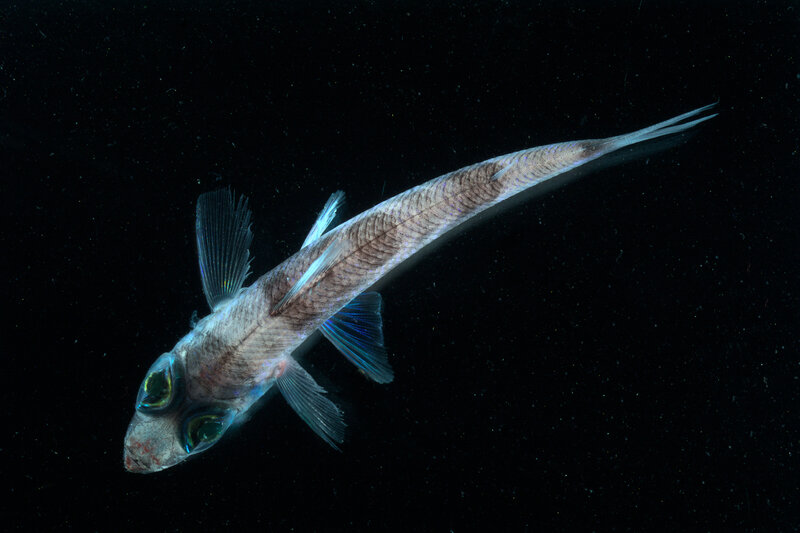 Long-finned fish in dark water