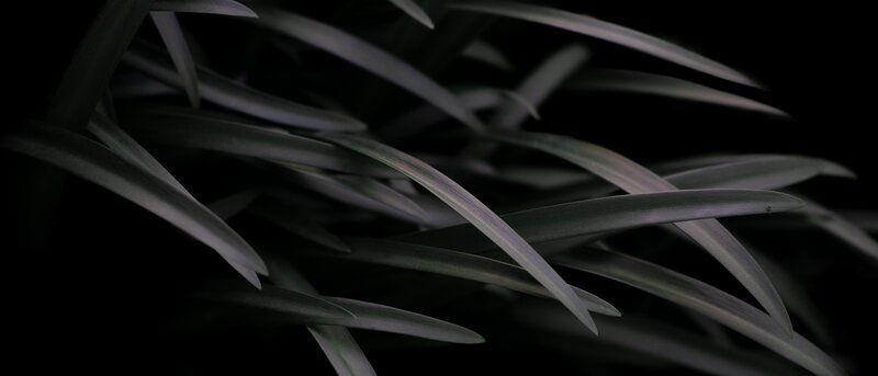 Long Green Leaves