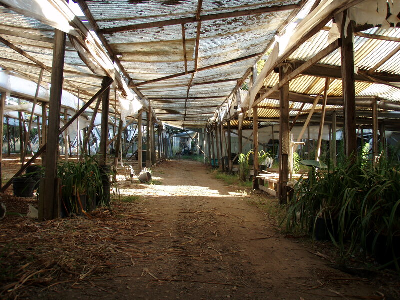 Long greenhouse aisle with plants