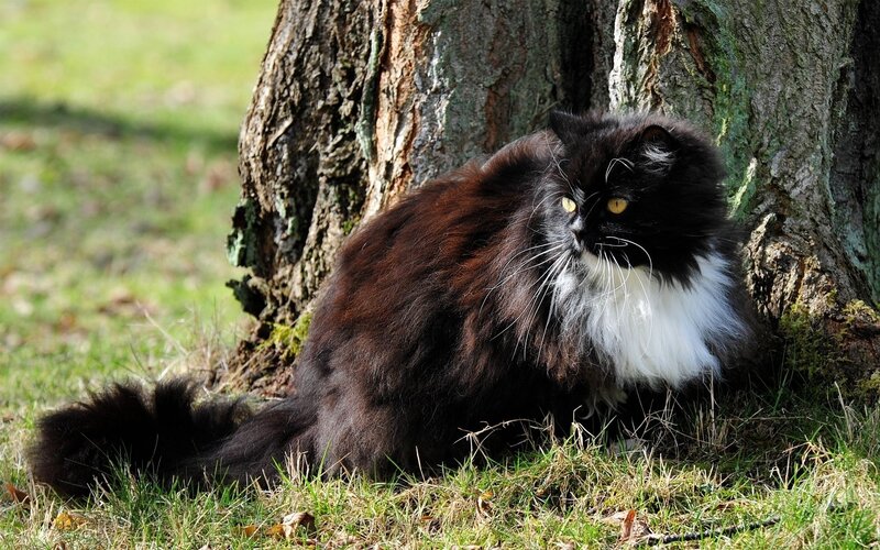 Long-haired Black and White Cat — Calm, Afternoon