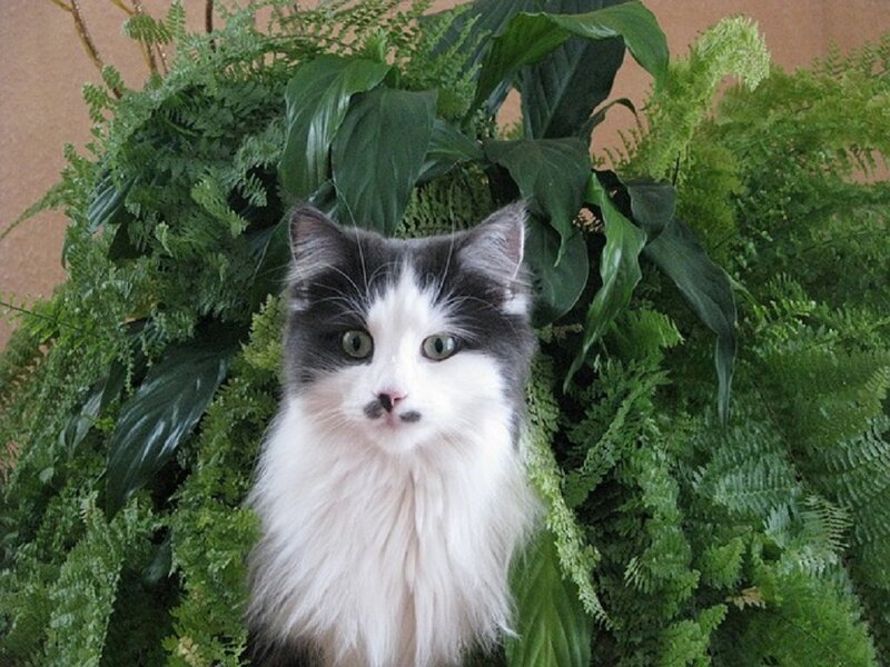 Long-haired Black and White Cat — Calm, Photograph, Plants