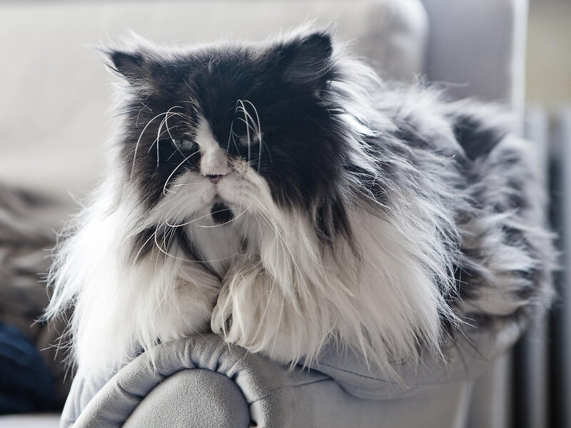 Long-haired Black and White Cat — Calm, Photograph