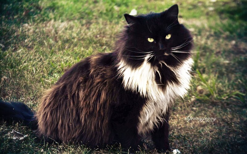 Long-haired Black and White Cat — Calm