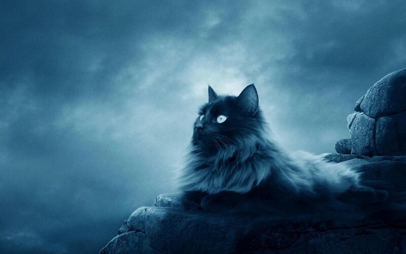 Long-haired Black Cat — Blue, Dramatic