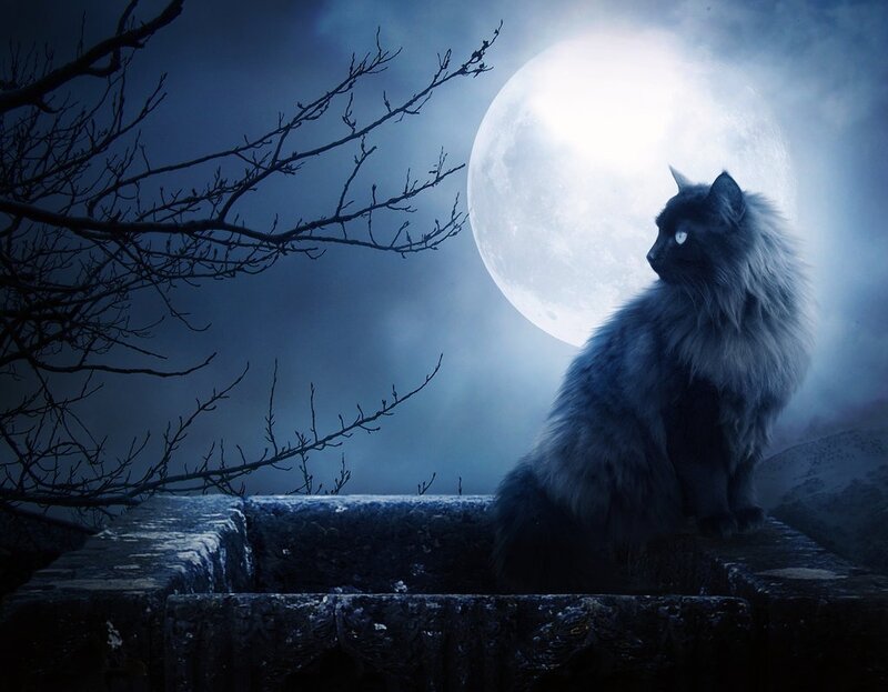Long-haired Black Cat — Blue