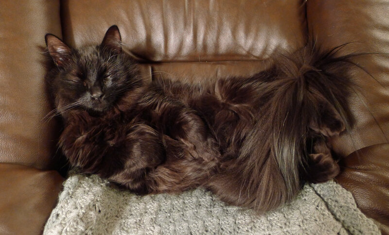 Long-haired Black Cat — Brown, Relaxed
