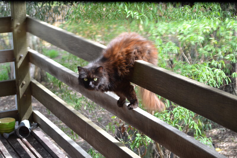 Long-haired Black Cat — Brown