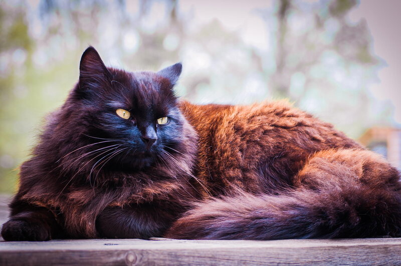 Long-haired Black Cat — Calm, Afternoon, Photograph