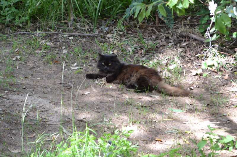 Long-haired Black Cat — Calm, Afternoon