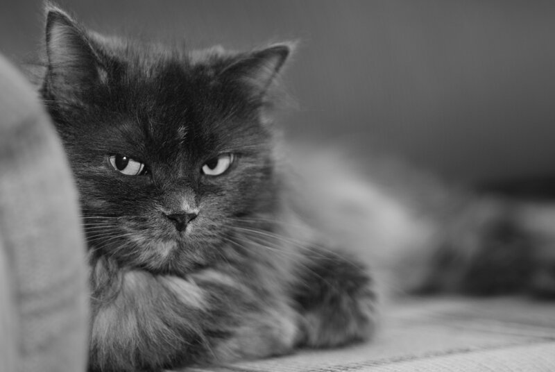 Long-haired Black Cat — Calm, Photograph, Fabric