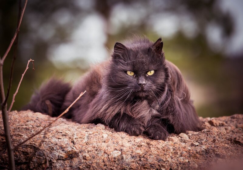 Long-haired Black Cat — Calm, Photograph, Rock