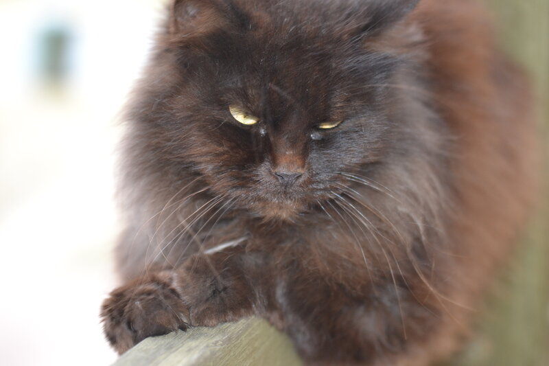 Long-haired Black Cat — Calm, Photograph