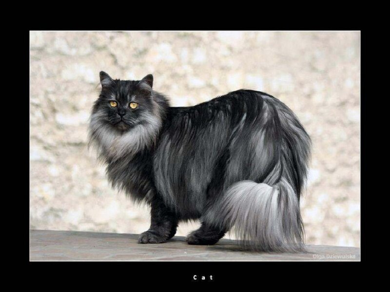 Long-haired Black Cat — Calm, Photograph, Wall