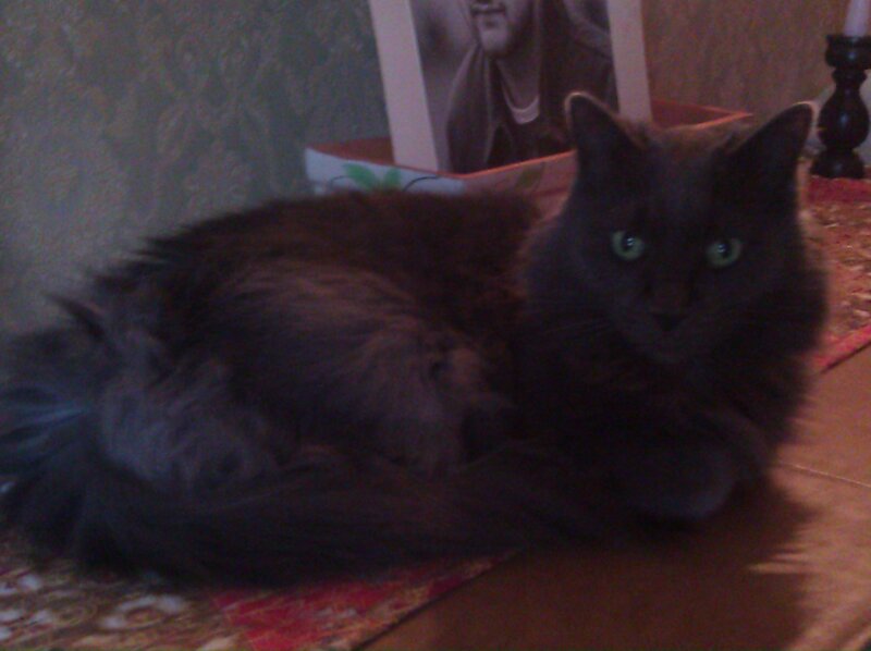 Long-haired Black Cat — Calm