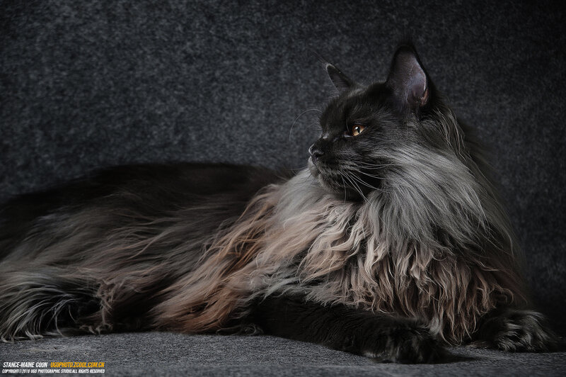Long-haired Black Cat — Dramatic, Photograph, Fabric