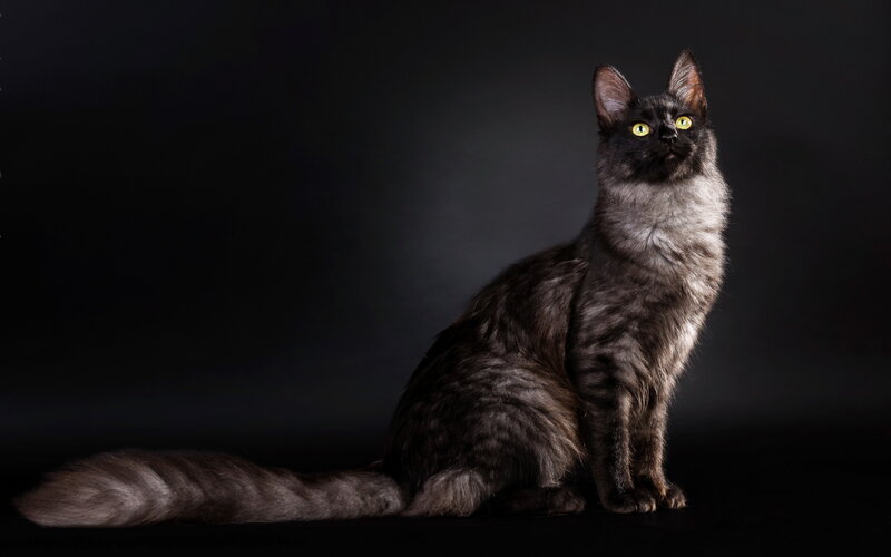 Long-haired Black Cat — Dramatic, Photograph