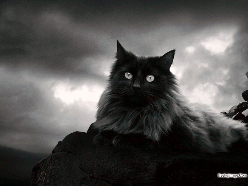 Long-haired Black Cat — Dramatic