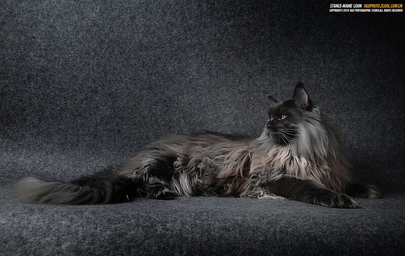 Long-haired Black Cat — Gray, Dramatic